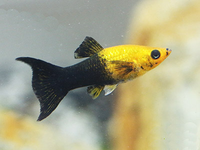 Molinésia <b>GOLD BLACK LYRA</B> (Poecilia sphenops) CASAL